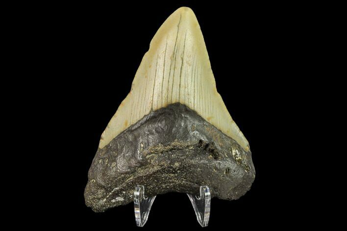 Fossil Megalodon Tooth - North Carolina #131610